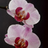 <h1>Stills</h1>“Orchidee“<br>